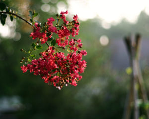 crepe myrtle invisibility of seasons