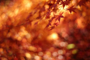 Write your memories of fall so clearly that we see ourselves in them.
