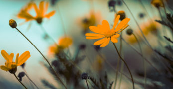 Random Acts of Poetry yellow flowers
