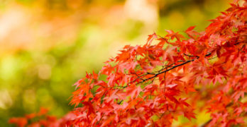 Thanksgiving Poem fall leaves