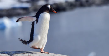 Toddler Swim Class penguin on rock