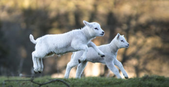 Literary Friends Dickens Carlyle Forster lambs playing