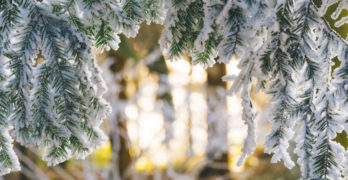 Pine boughs in light and snow