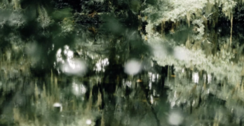 Trees Reflected by Kelle Sauer