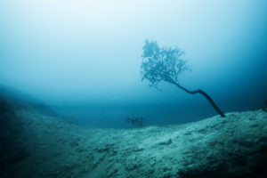 Leaning tree Paradox Incognito