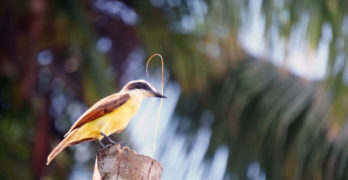 Dip Into Poetry bird on trunk