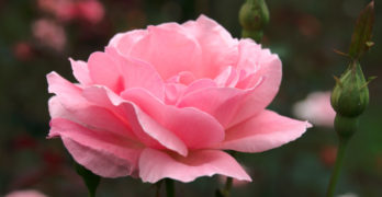 pink rose making