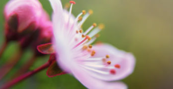 Tweetspeak Poet Laura Pink Flower