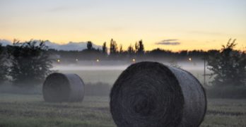 Round bales in fog