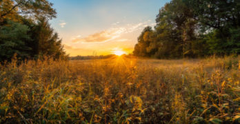 Sunrise in field