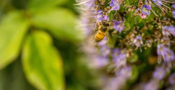 bee pollen purple flower