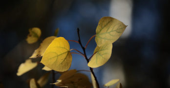 The Jungle Effect indigenous diets