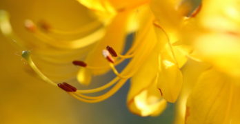 The Yellow Wallpaper Flower
