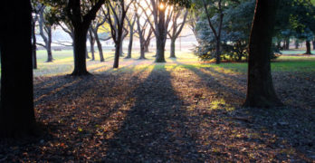 forests