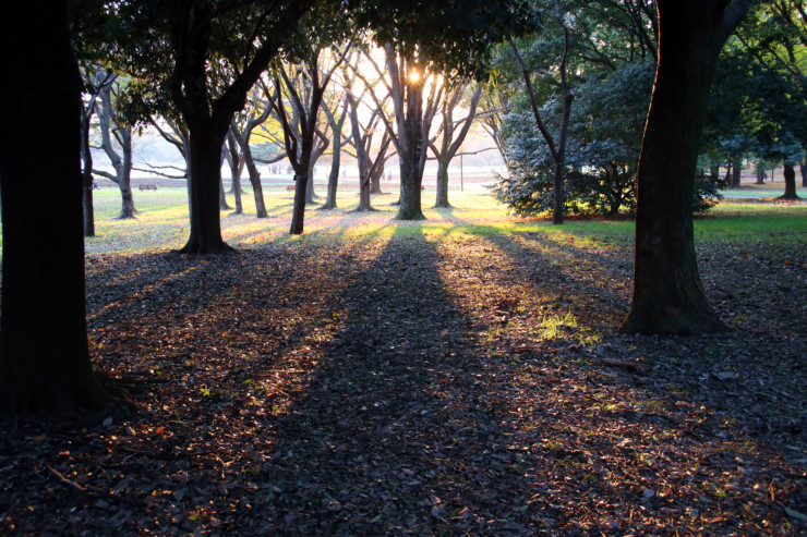 forests