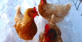 Chickens in the Snow