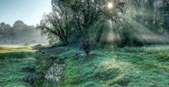 Foggy sun through trees