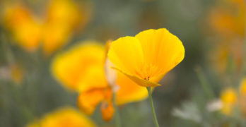 Golden Flowers