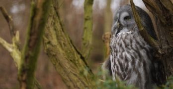 wise owl