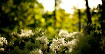 Yellow Wall-Paper white flowers in sun