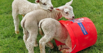 Delightful sheep with bucket