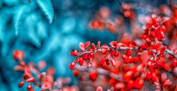 Pandemic Journal red buds