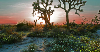 To Bless the Space Between Us Book Club; photo of trees in desert