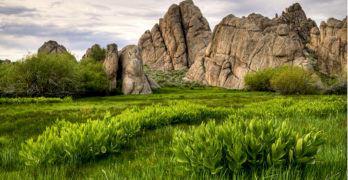 green grass
