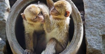 The Book of Delights - monkeys playing