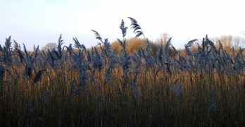 reeds in sunlight
