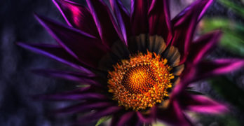 Winter Stars dark flower