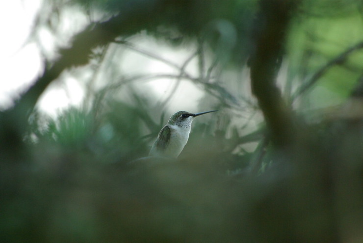 Hummingbird in greens