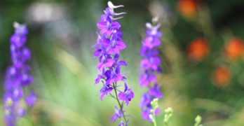 Joyful Partnership Poetry and Memoir Purple Wild Flowers