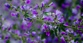 Mallow