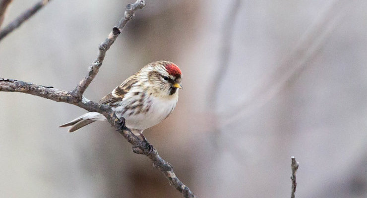 Bird in wintry tree