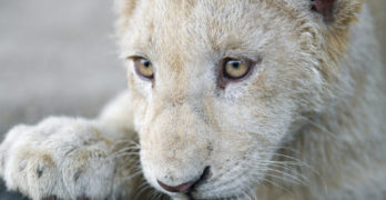 snow white lion cub
