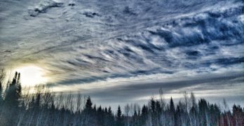 Winter sunrise over bare trees for Reindeer Chronicles book club