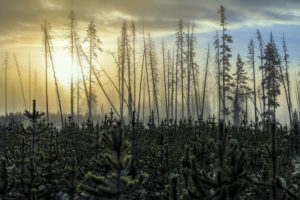 Foggy pines forest