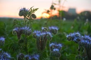 Meadow with purple flowers