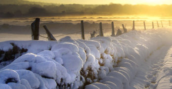 Snowy scene