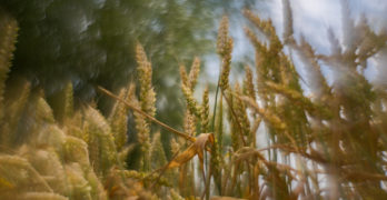 Seed grass in sunlight