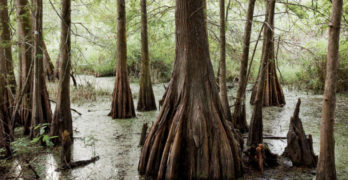 50 States Louisiana swamp Lafayette