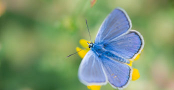 Blue moth - writing life coming back to life
