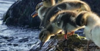 Ducklings at water edge