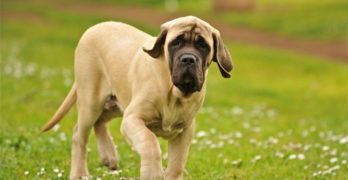 Mastiff puppy hangdog face