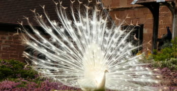 white peacock