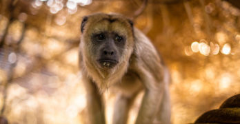 Barbary macaque - possessive grammar