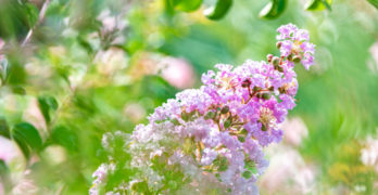 peach blossoms in summer light
