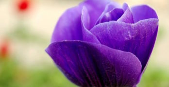 Purple anemone flower homeshcooling vs virtual learning
