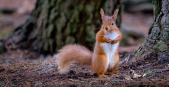 brown squirrel with ears up - chill out grammar rules